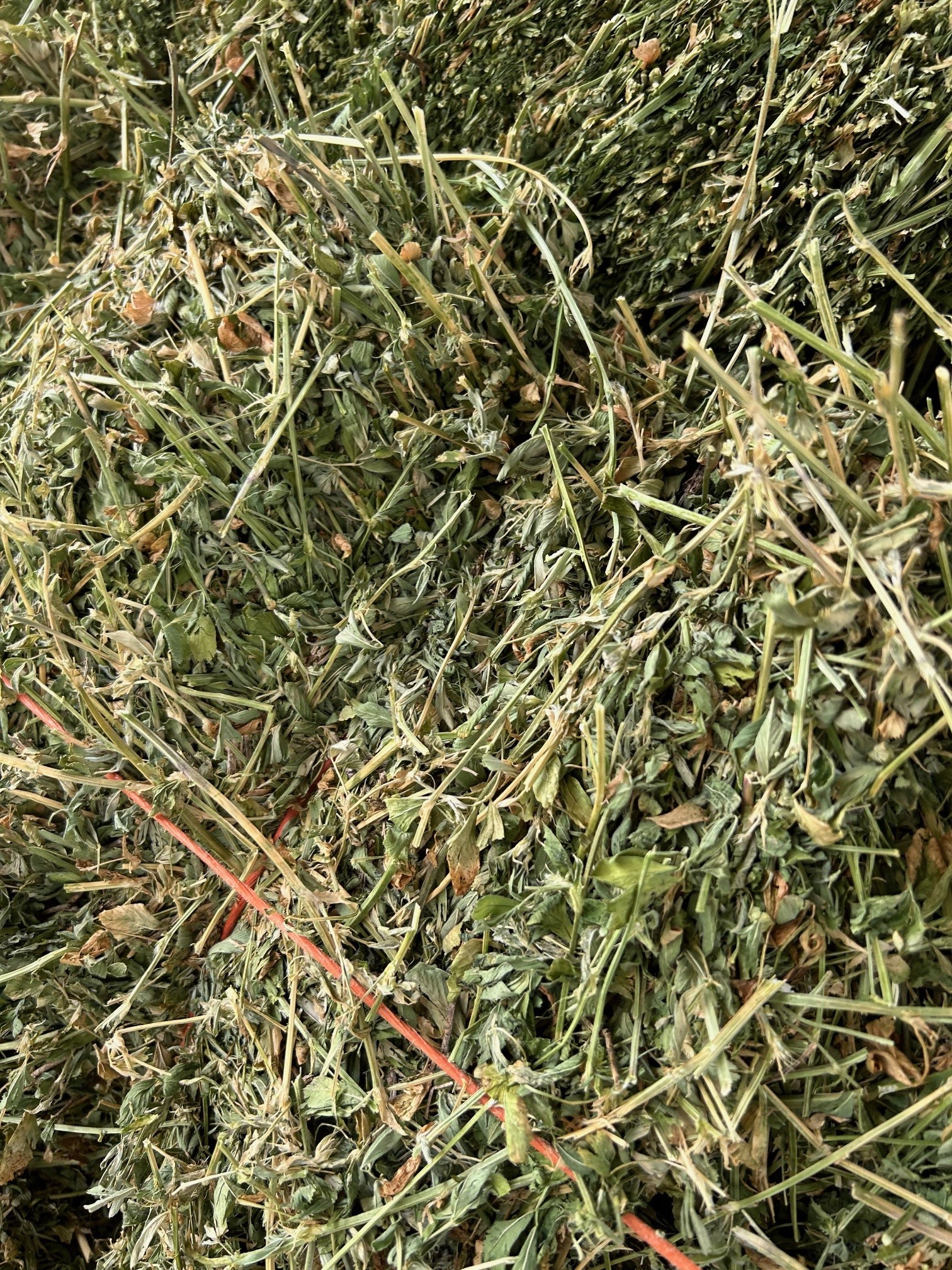 STEAMED - Premium Lucerne - 21 Pack (Equine Quality - $22 per bale) - Image 2