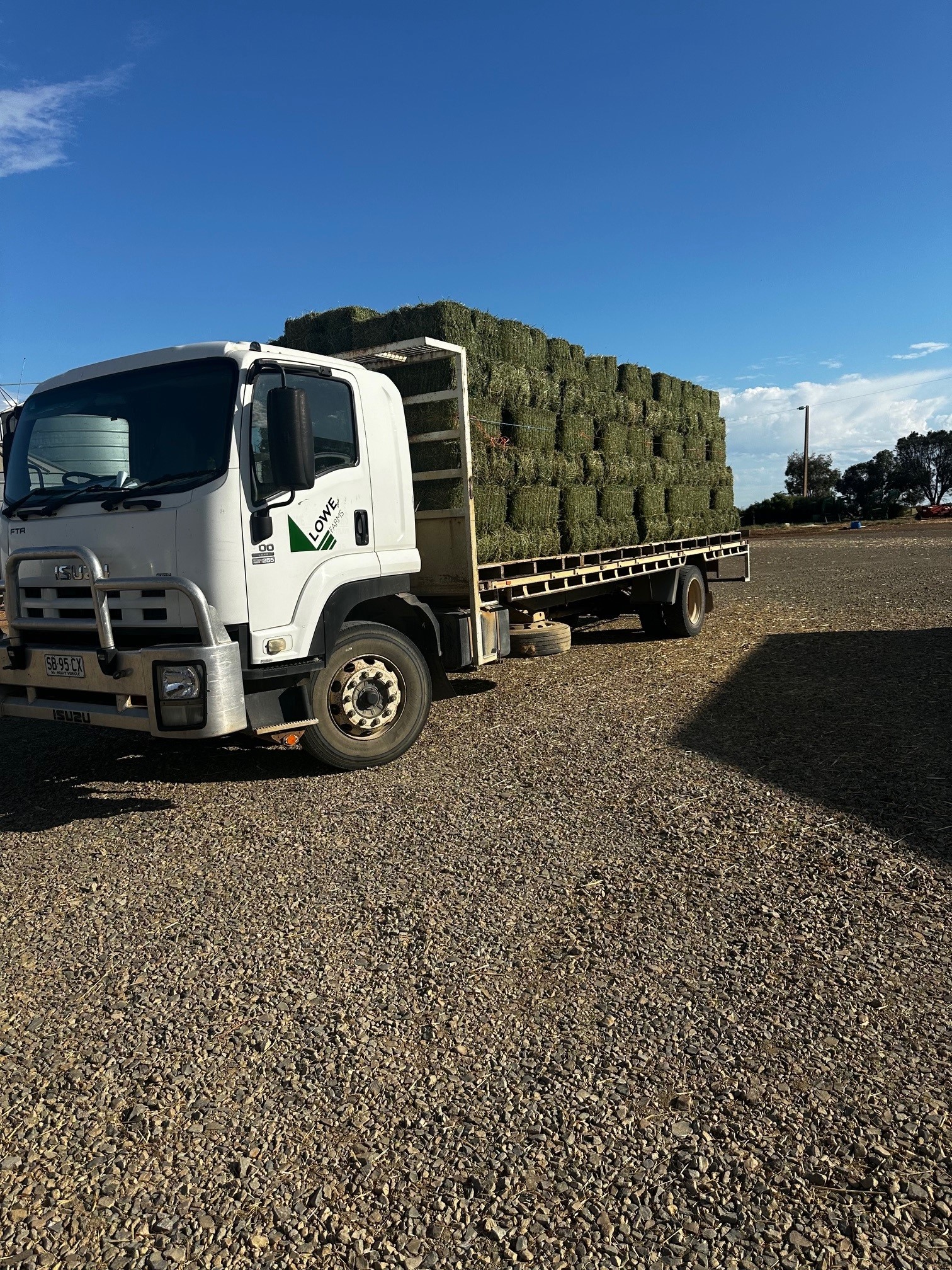 STEAMED - Premium Lucerne (Equine Quality) - Single Small Square - Image 4