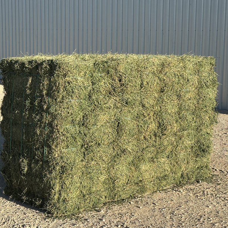 STEAMED - Premium Lucerne - 21 Pack (Equine Quality - $22 per bale) - Image 3
