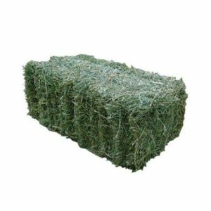 STEAMED - Premium Lucerne (Equine Quality) - Single Small Square